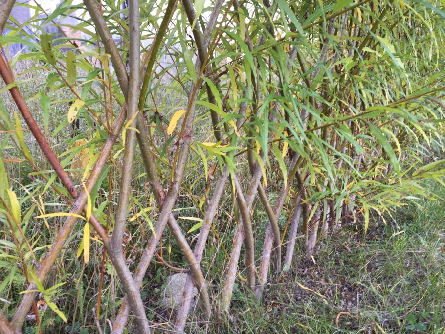 Ива остролистная краснотал