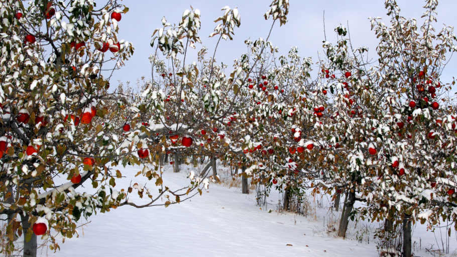 Яблоня Хелена в зимний период