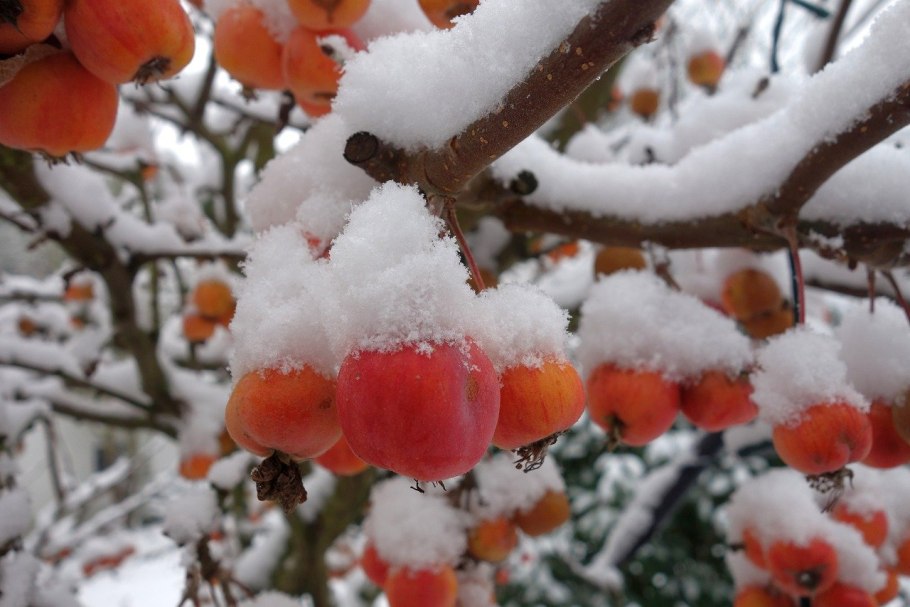 Зимние кустарники