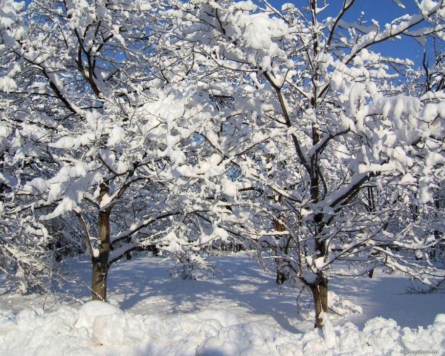 Деревья в снегу