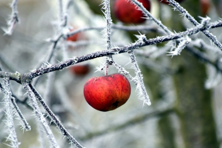 Ледяные яблоки
