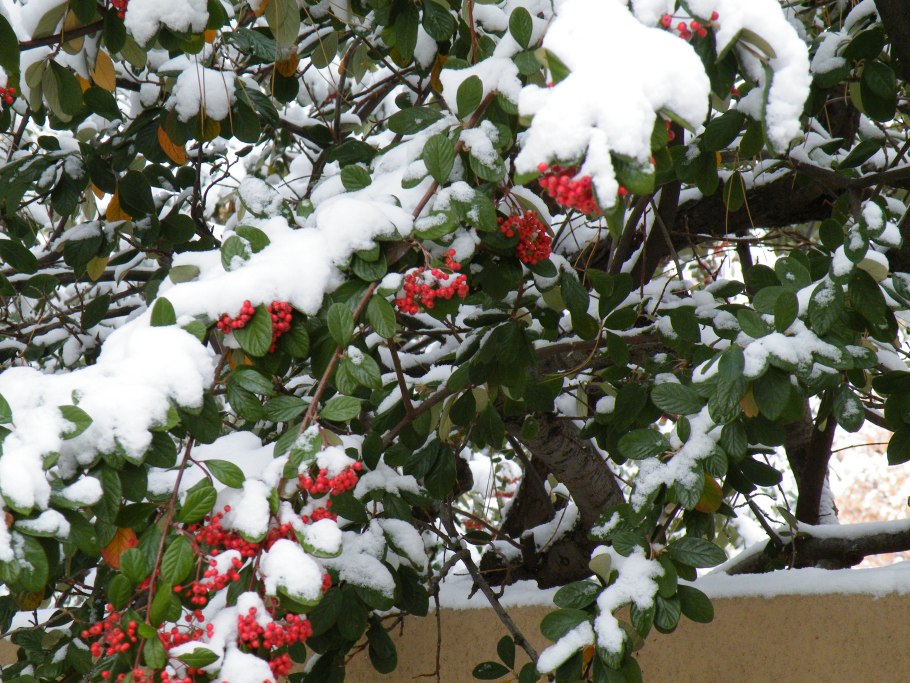 Плодовые деревья зимой уход