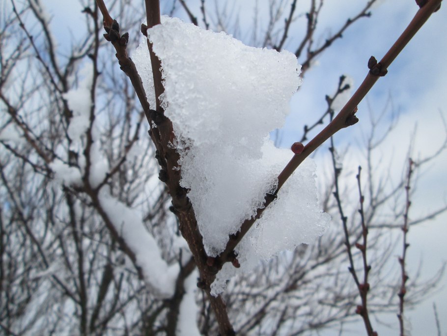 Деревья подмерзли