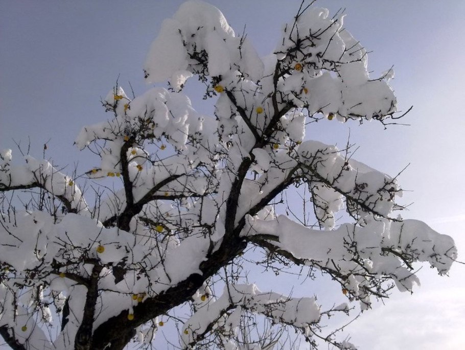 Зимостойкость яблони