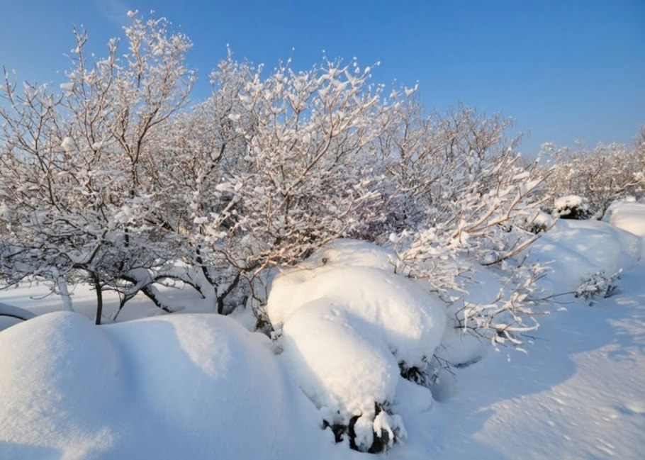 Зима в саду