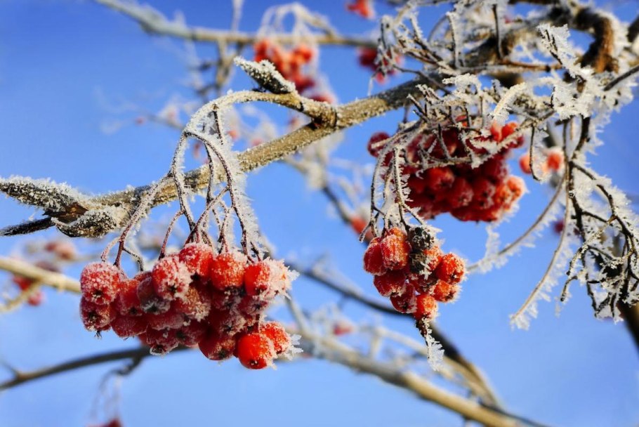 Зимние деревья с плодами