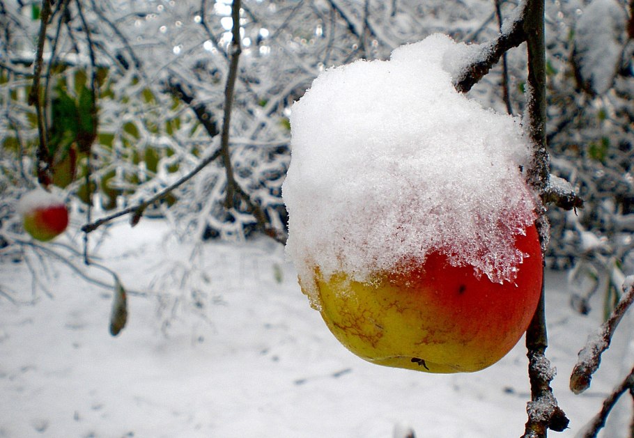 Яблоня в снегу