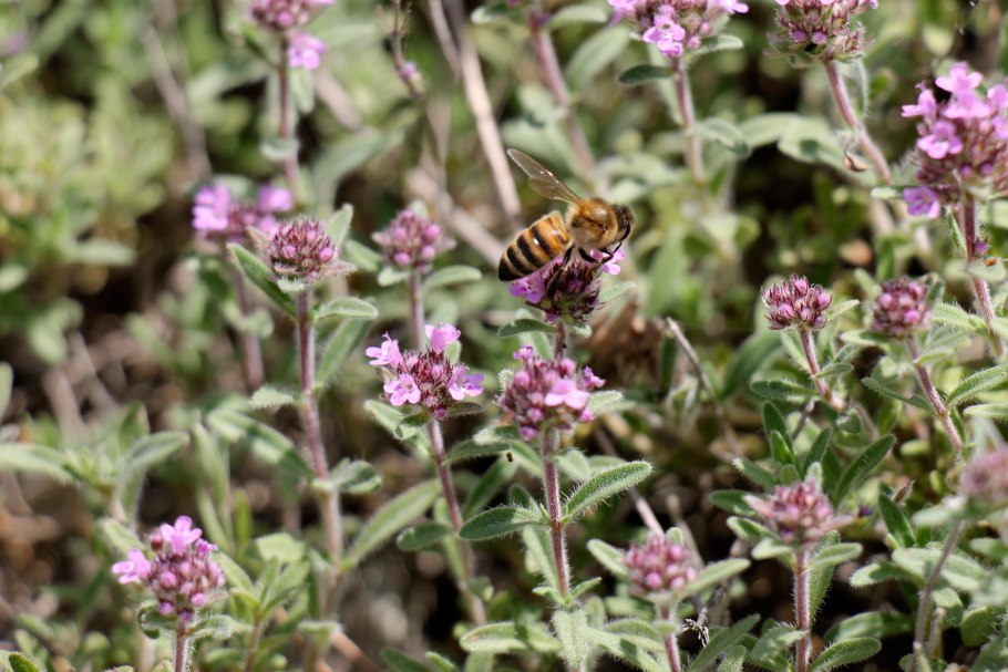 Рододендрон Даурский куст