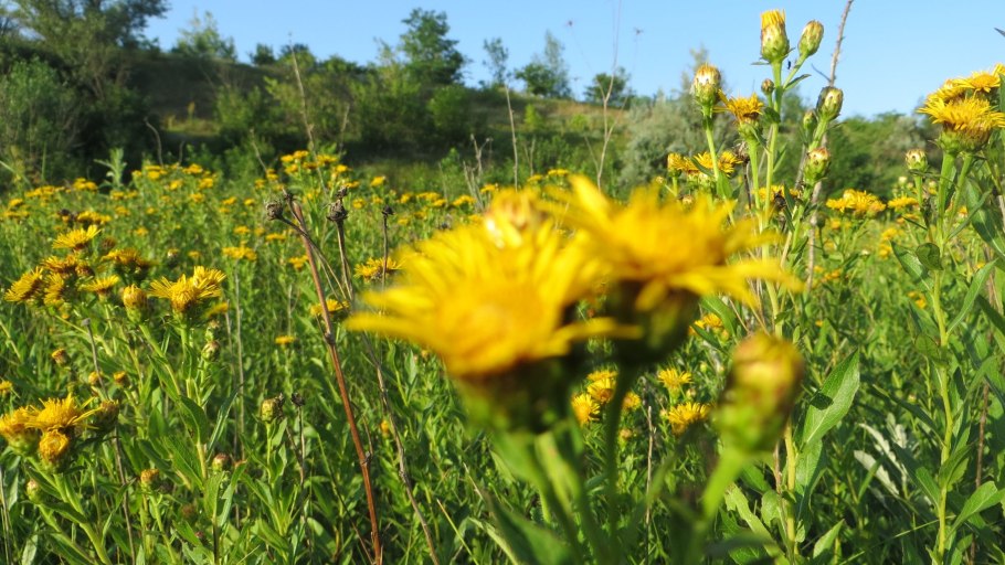 Пятилисточник Курильский чай