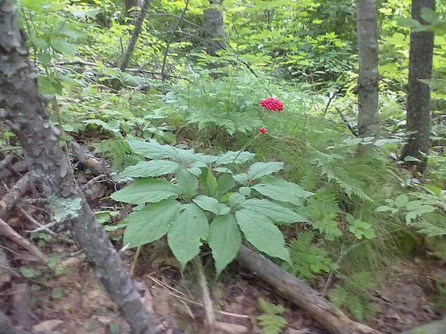 Женьшень Приморья