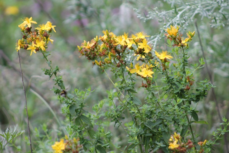 Кузнецкий Алатау заповедник Междуреченск растения