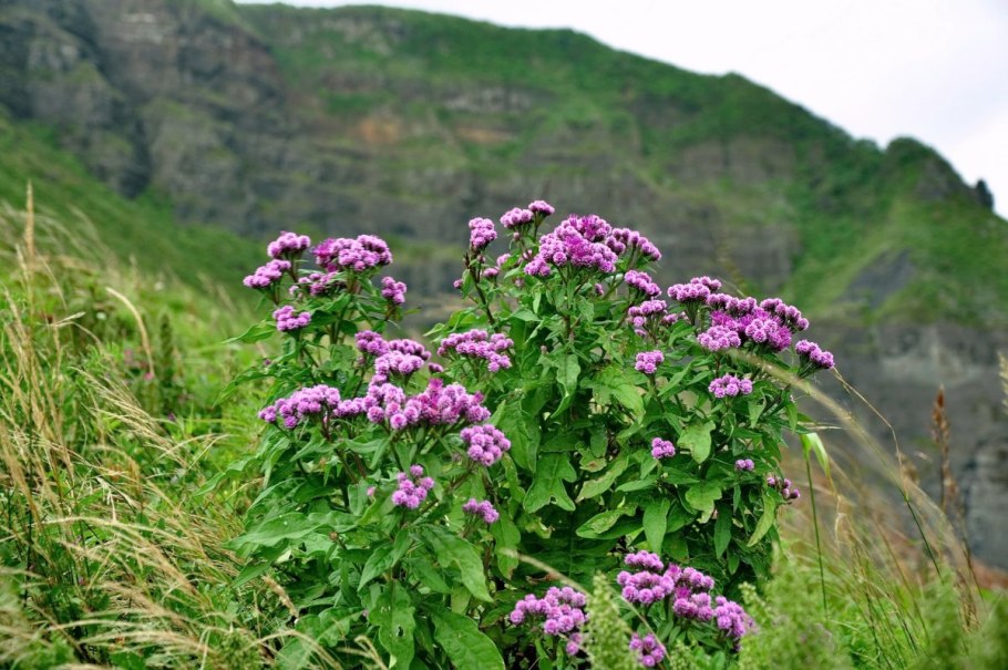 Дикие цветы Приморья