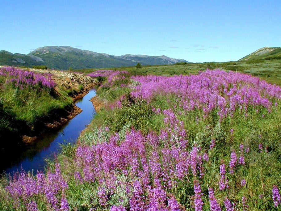 Багульник болотный
