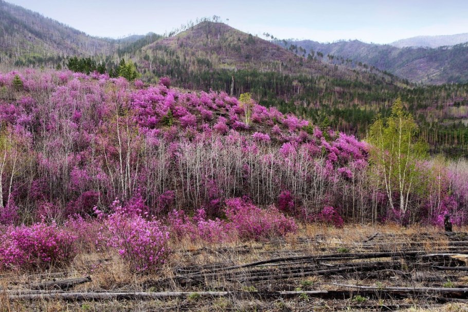 Женьшень Кедровая Падь
