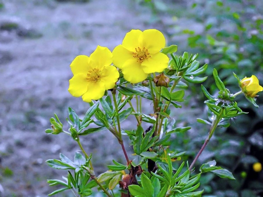Клевер Луговой соцветие