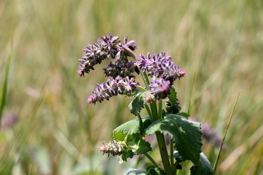 Розоцветные ежевика