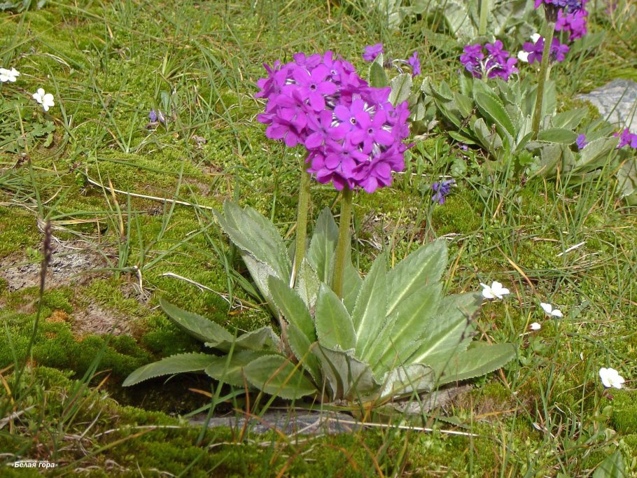 Купальница Алтайская Алтайский заповедник