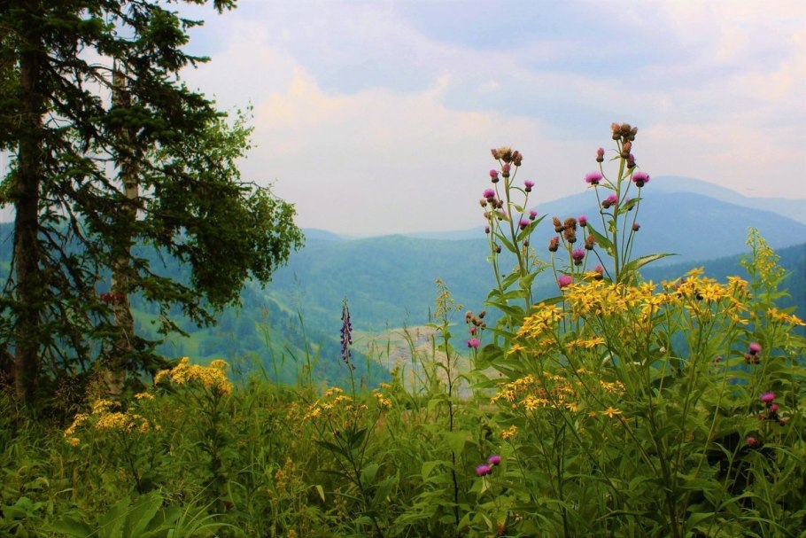 Полезные свойства природы фото