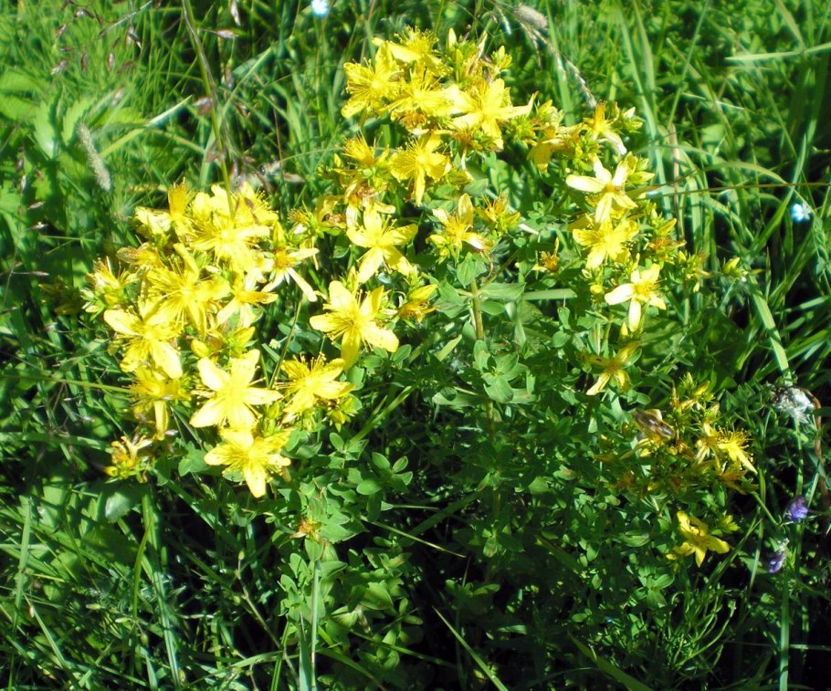 Травяные, цветочные и ягодные чаи