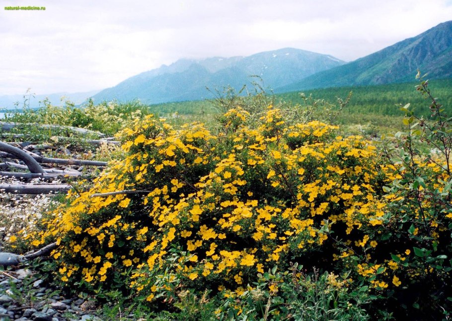 Пион Лесной Марьин корень