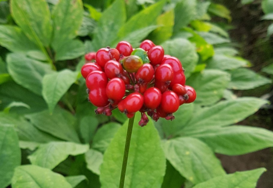 Сибирские первоцветы Кандык