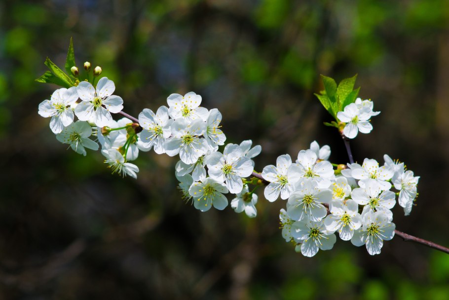 Сакура цветы вишни