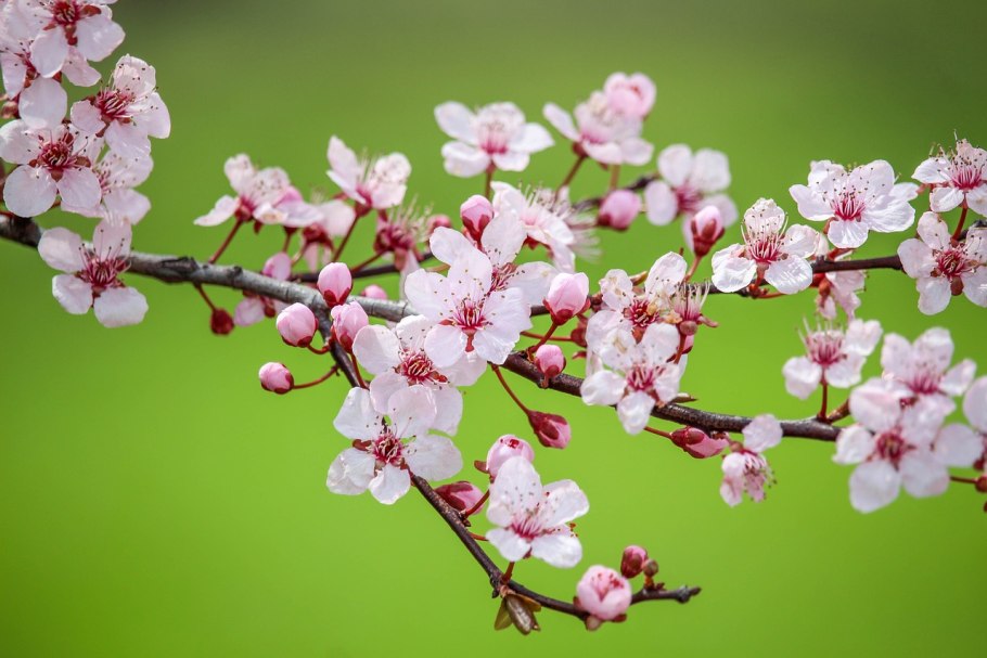 Дикая вишня цветы