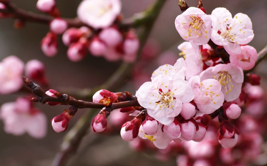 Веточка цветущей вишни