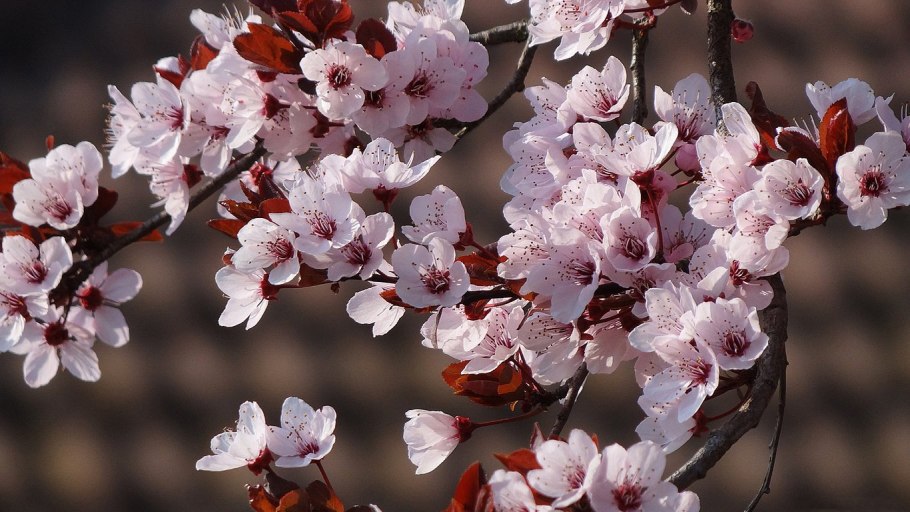 Цветущая вишня