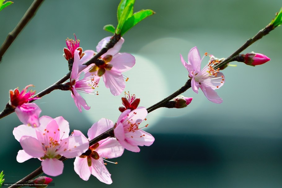 Весенние цветущие деревья