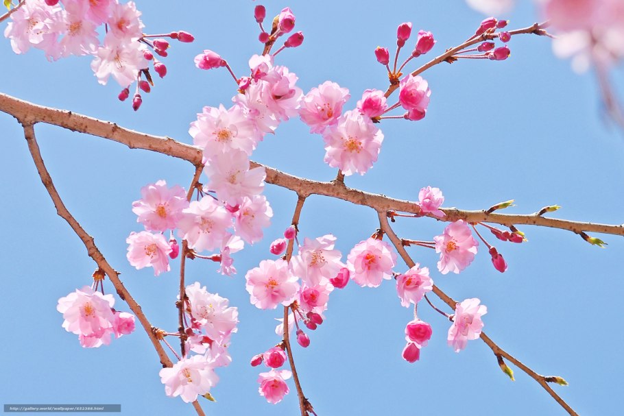 Ветка вишни в цвету