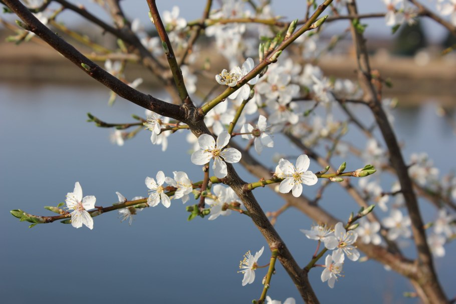 Ветка расцветающей вишни