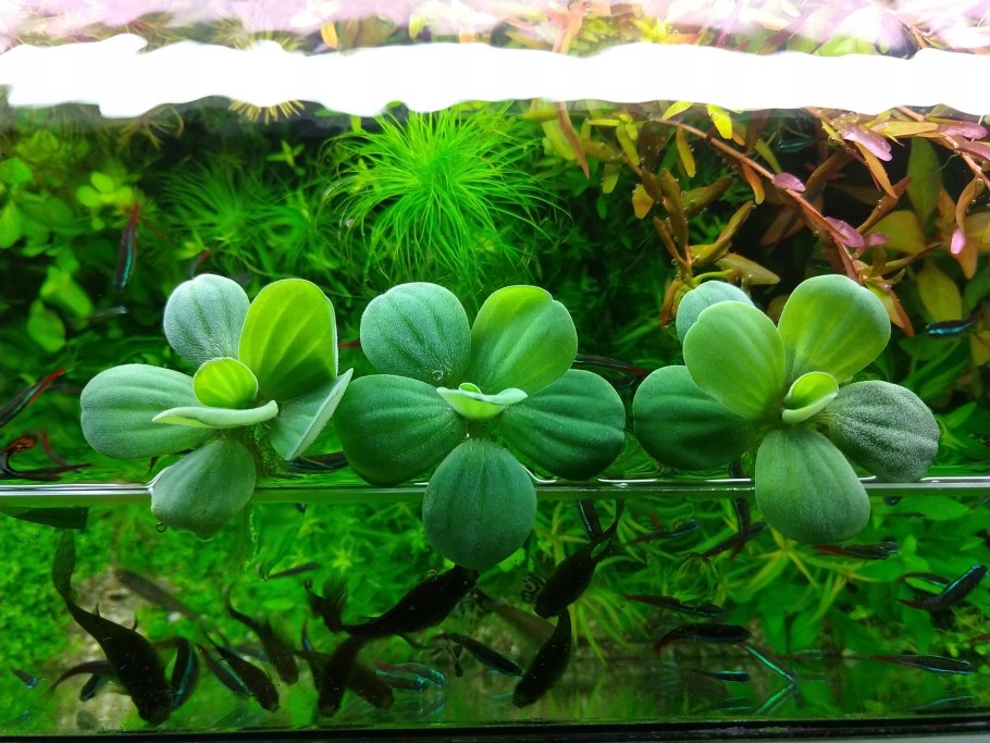 Пистия телорезовидная Pistia Stratiotes