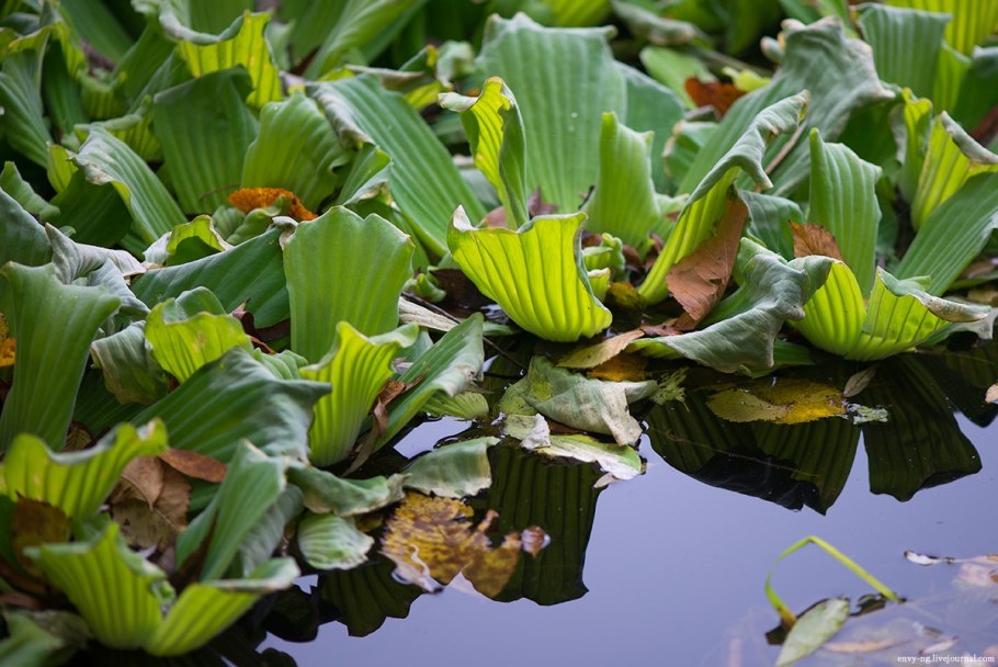 Водное растение