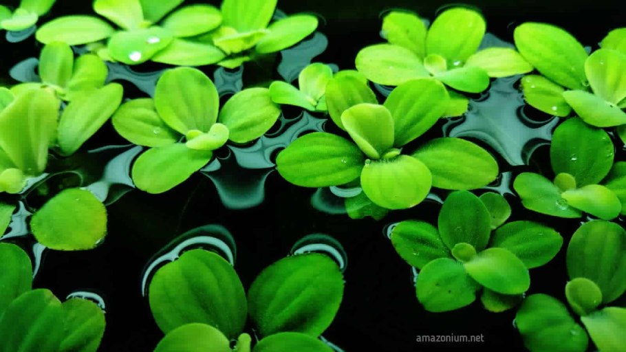 Пистия на подоконнике