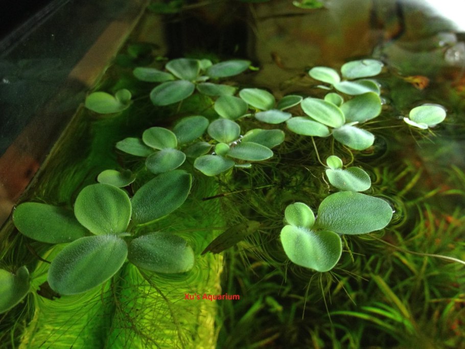 Water lettuce