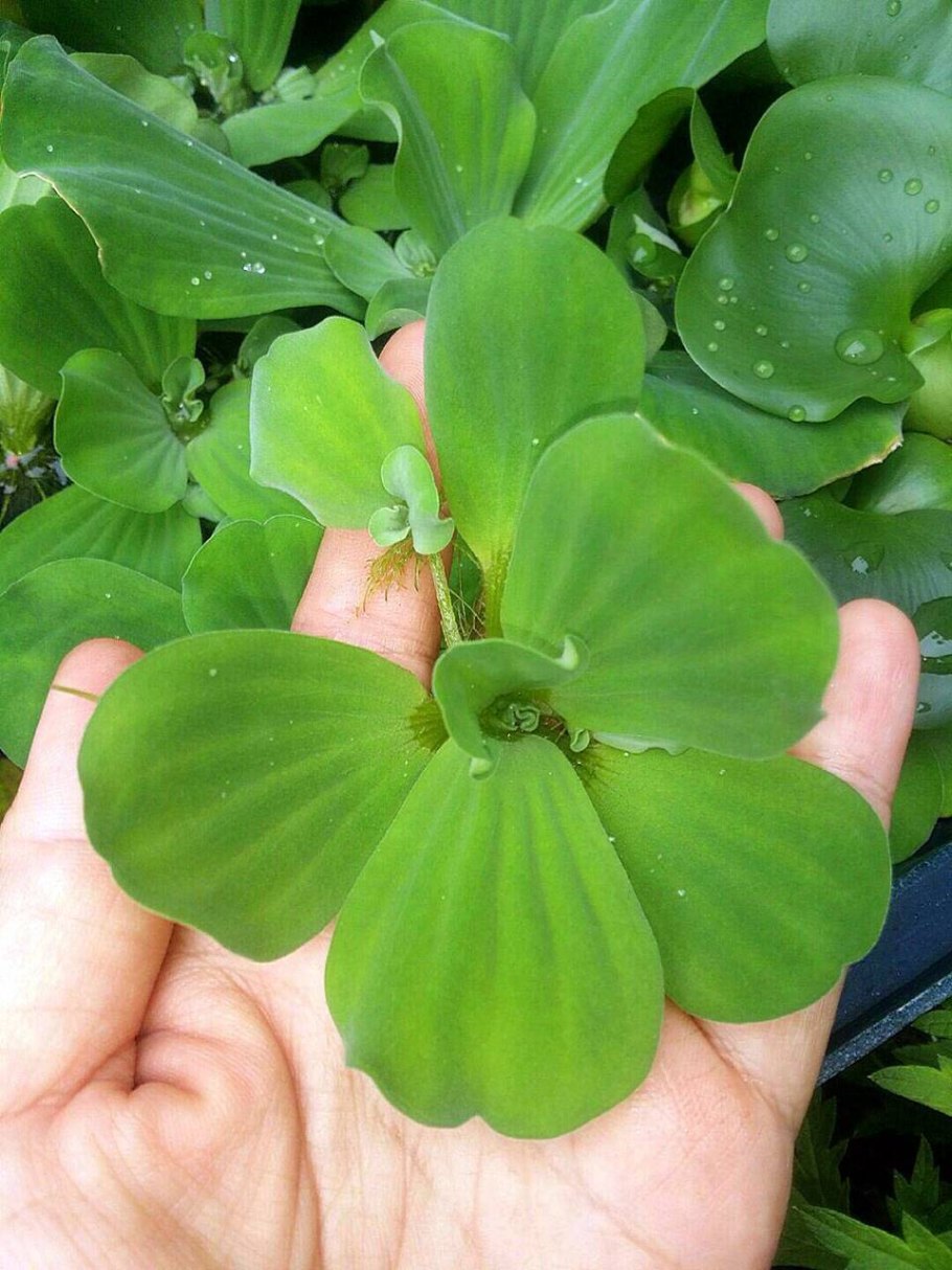 Пистия телорезовидная (водяной латук)