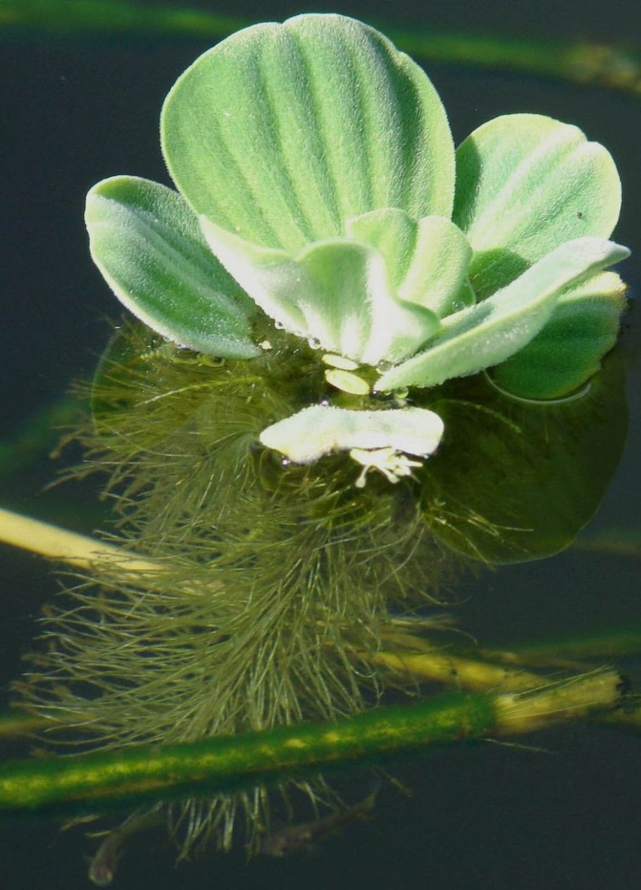 Пистия Aqua Velvet