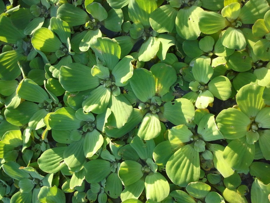 Пистия телорезовидная