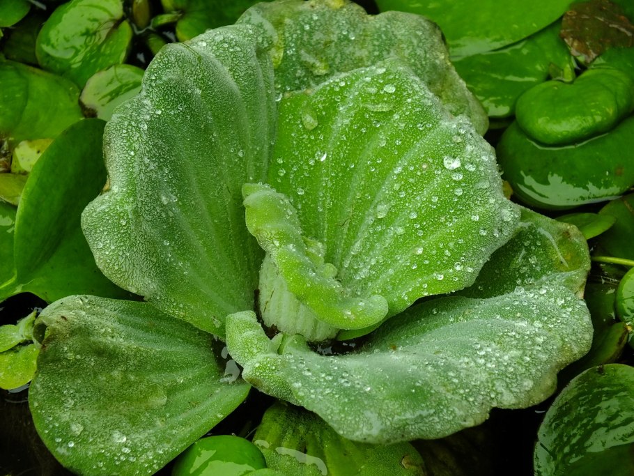 Аквариумная капуста пистия