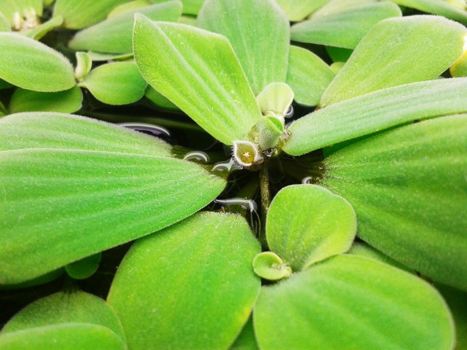 Пистия телорезовидная Pistia Stratiotes