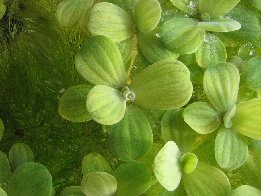 Аквариумное растение плавающее