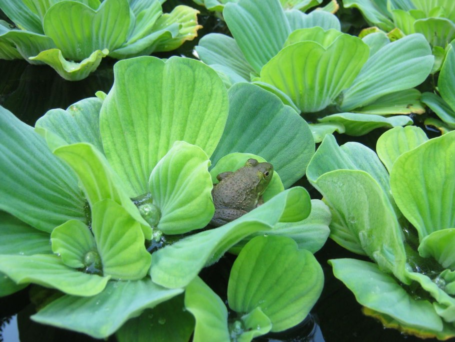 Пистия телорезовидная