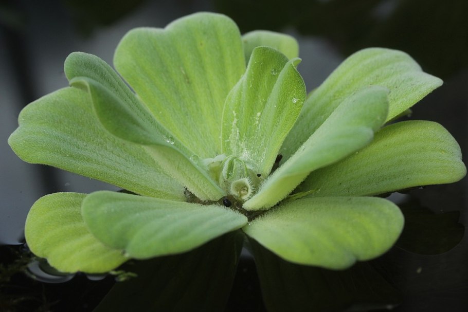 9. Пистия телорезовидная Pistia Stratiotes