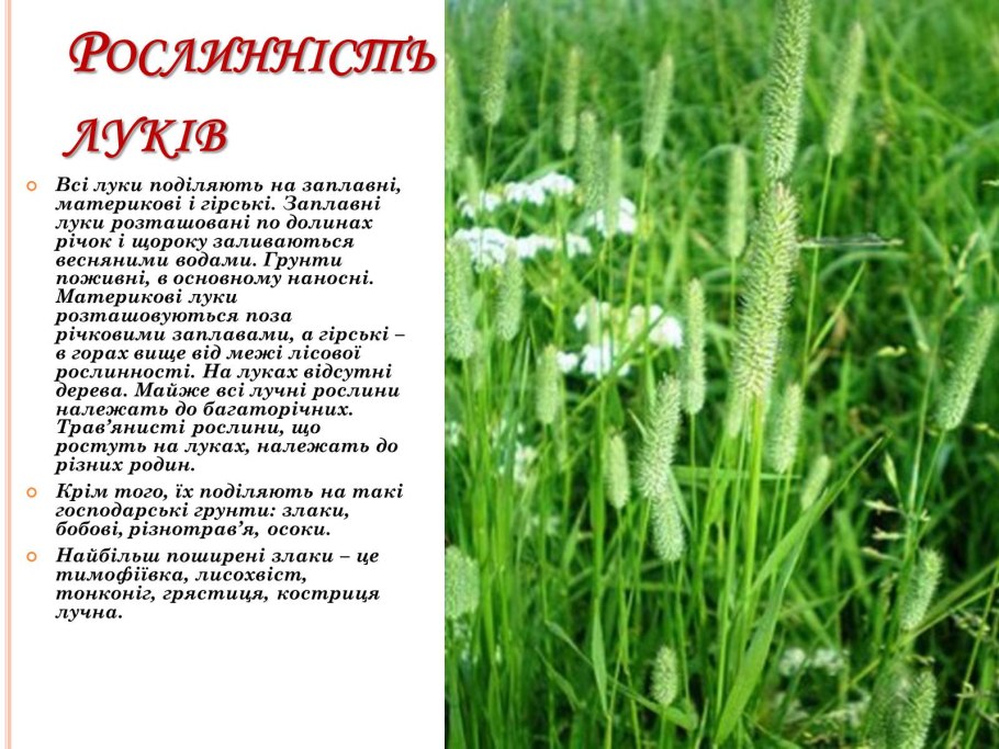 Растение Тимофеевка Луговая