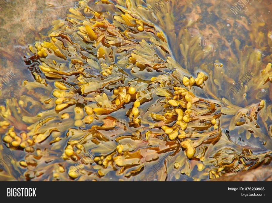 Бурые водоросли под микроскопом