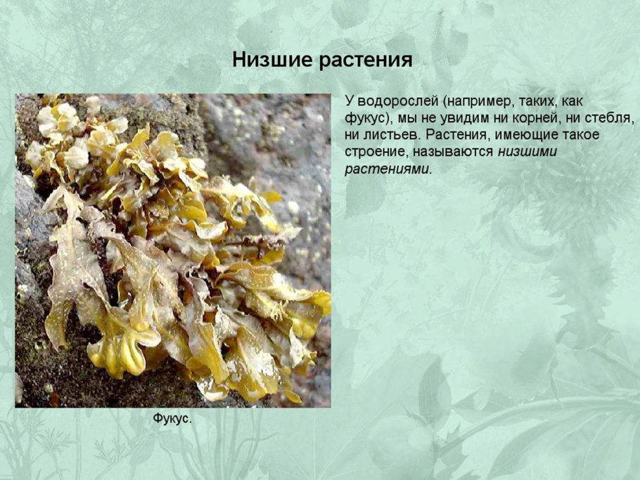 Fucus vesiculosus прикрепительная поверхность