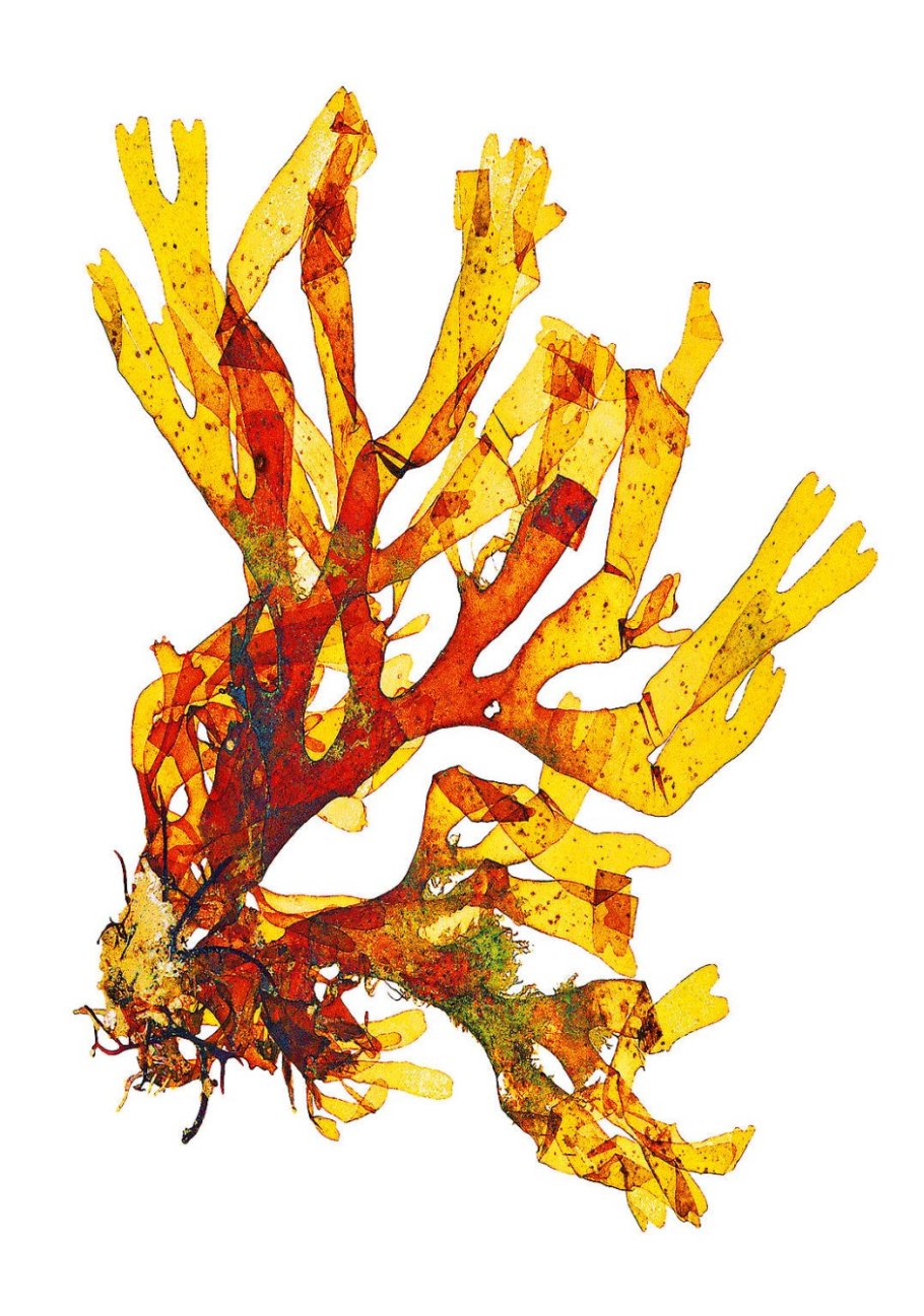 Скафидия водоросль