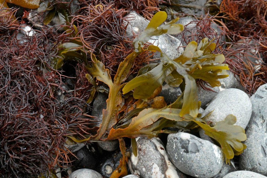Бурые водоросли представители