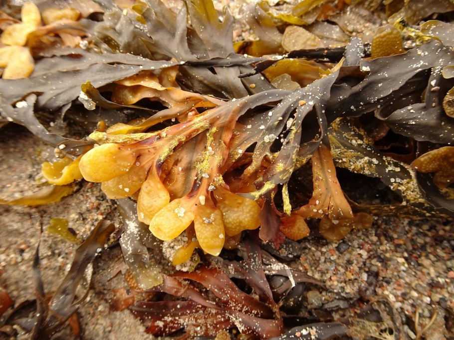 Морские водоросли